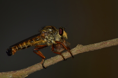 Asilinae