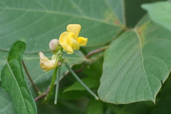 Vigna angularis, photograph (c) WATANABE Hitoshi 渡辺仁, some rights reserved (CC BY)