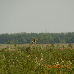 Emberiza bruniceps