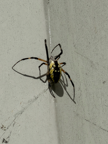 Yellow Garden Spider