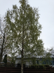 Betula pendula