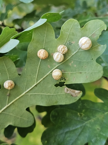 Striped Pea Gall Wasp