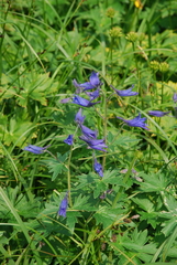 Delphinium brachycentrum