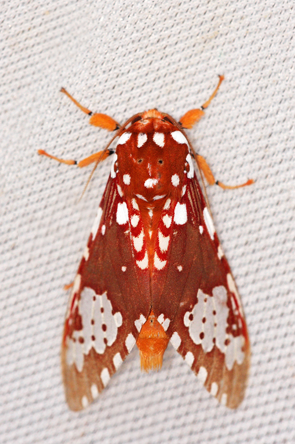 Rhodorhipha
