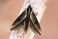 Xylophanes amadis