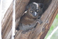 Lepilemur hubbardorum