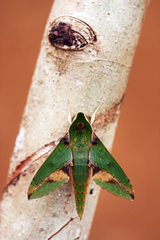 Xylophanes chiron nechus