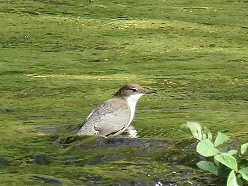 White-throated Dipper
