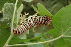 Rothschildia lutea