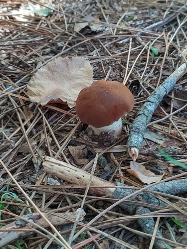 Pine Bolete