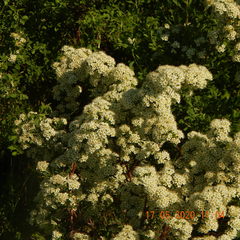 Spiraea crenata