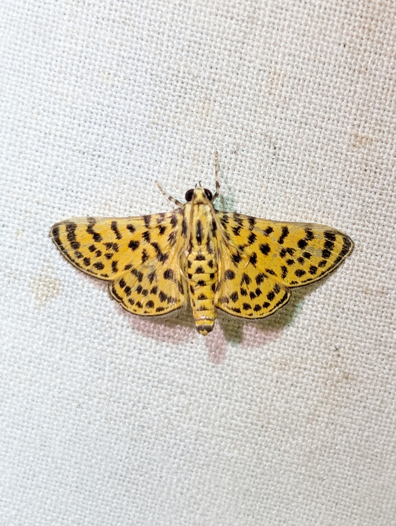 Polygrammodes maculiferalis