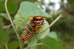 Rothschildia lutea