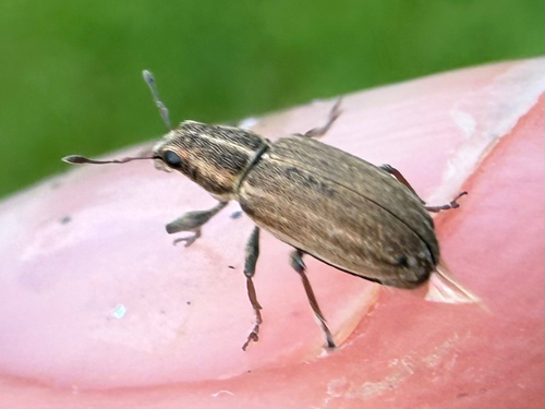Pea Weevil