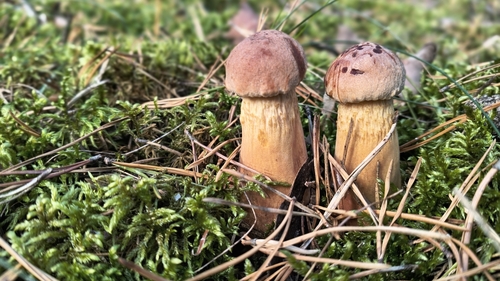 Aureoboletus projectellus