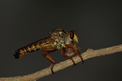 Asilinae
