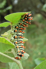 Rothschildia lutea