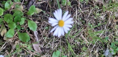 Bellis perennis