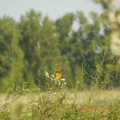 Emberiza bruniceps