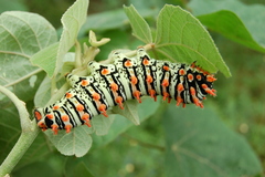 Rothschildia lutea