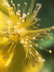 Hypericum subalatum