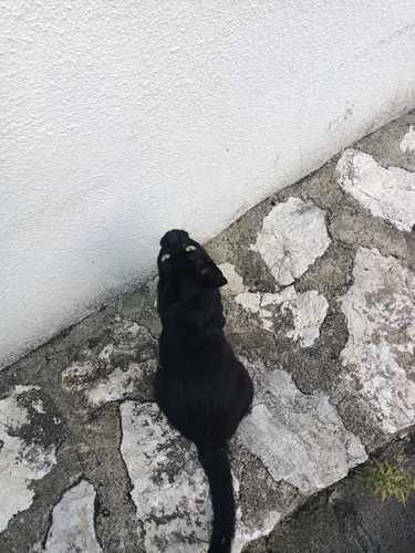 Domestic Cat