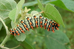Rothschildia lutea