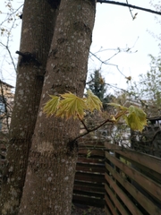 Acer platanoides