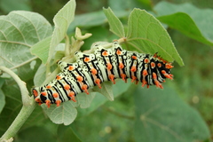 Rothschildia lutea