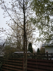 Acer platanoides