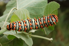 Rothschildia lutea