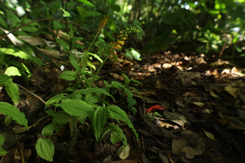 Microstylis observed 2026-09-09