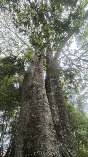 Silk floss tree