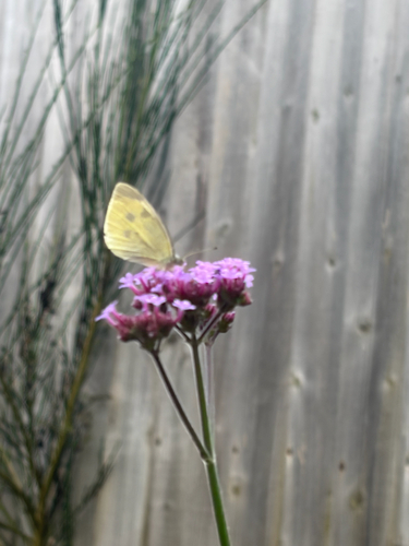 Large White