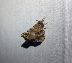 Selenia alciphearia