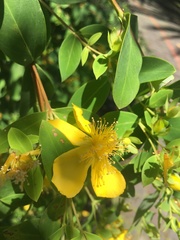 Hypericum subalatum