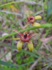 Caladenia discoidea