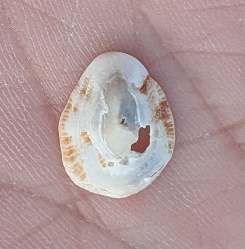 Patella cochlear, 2026-09-11