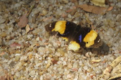 Junonia hierta paris