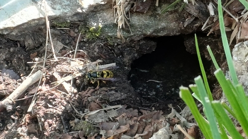 Common European Yellowjacket