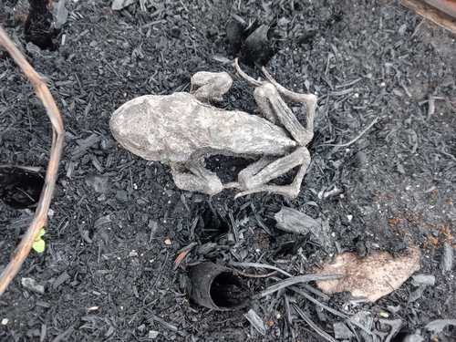 European Toad