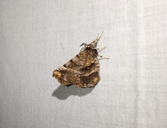 Selenia alciphearia