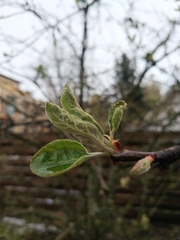 Malus