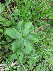 Paris verticillata