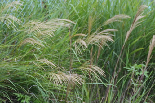 Miscanthus sinensis, photograph 3