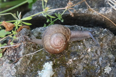 Helminthoglypta tudiculata grippii
