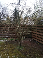 Malus