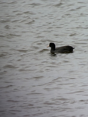 Eurasian Coot