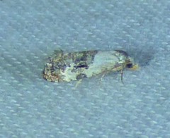 Phalonidia memoranda