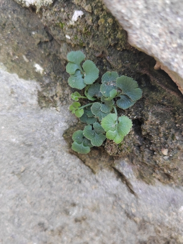 wall-rue